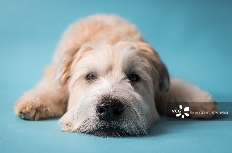 蓝色背景上小麦色梗犬的面部特写图片素材