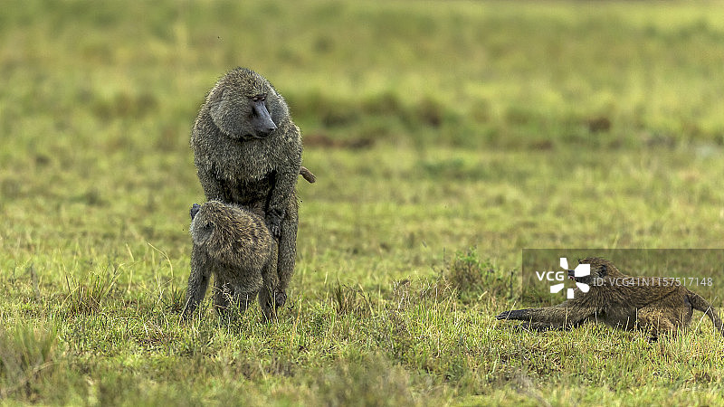 在马赛马拉交配的阿拉伯狒狒图片素材