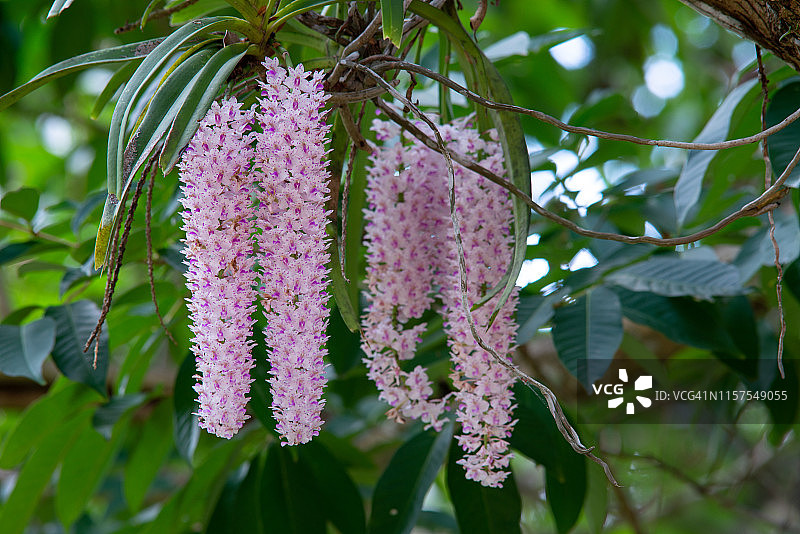 香 assumptions图片素材