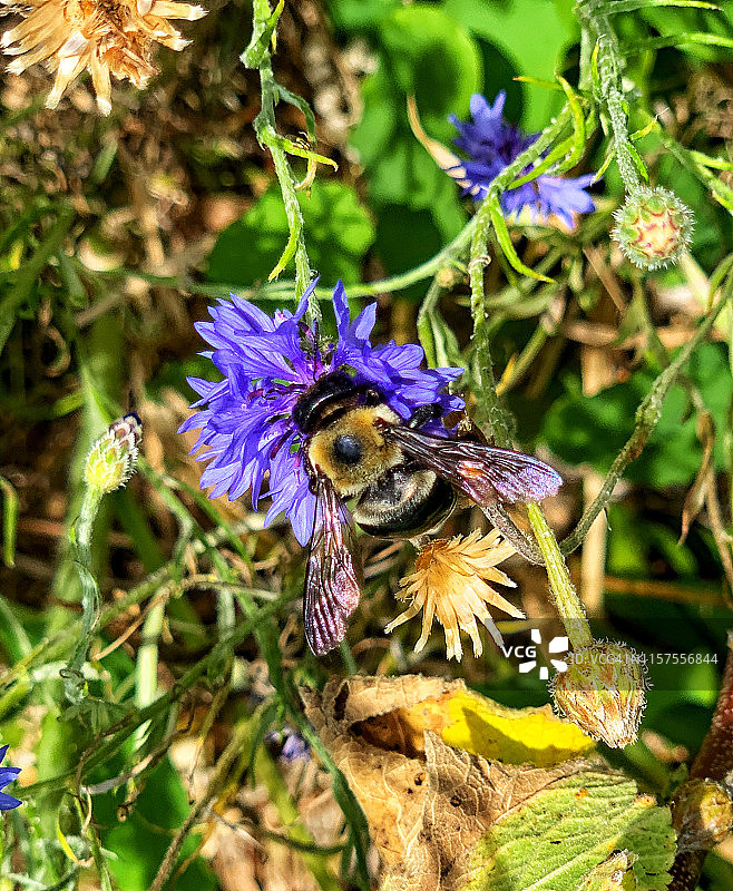 熊蜂从紫菀花中提取花粉图片素材