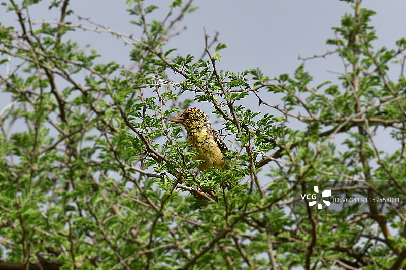 德氏拟䴕图片素材