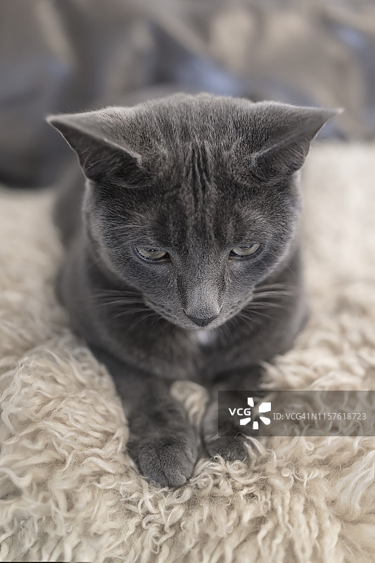 坐在沙发上的科拉特猫图片素材