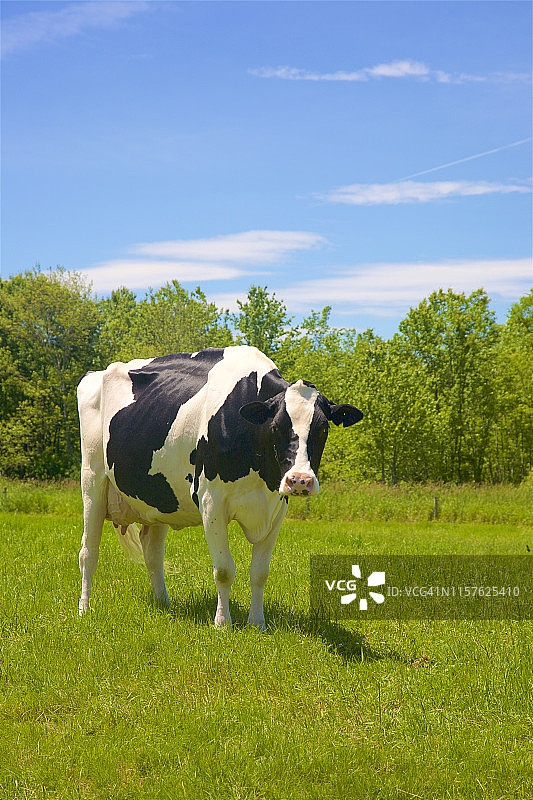 康涅狄格州利奇菲尔德的孤独荷斯坦奶牛图片素材