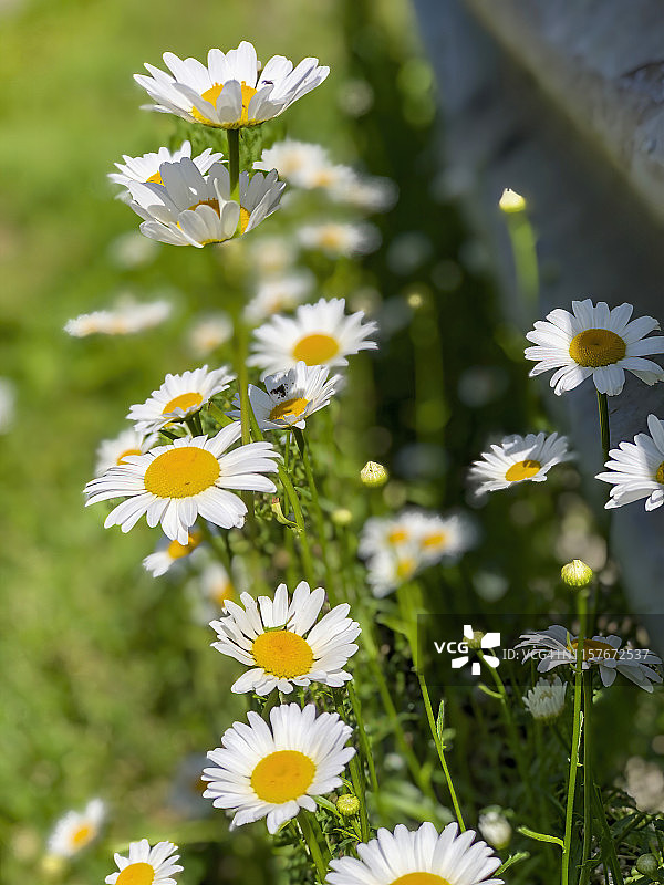 洋甘菊花图片素材