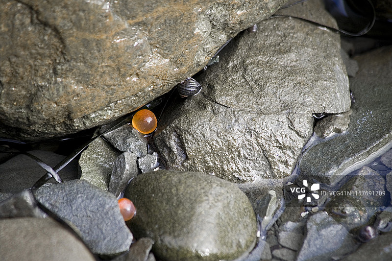 生命之宝图片素材