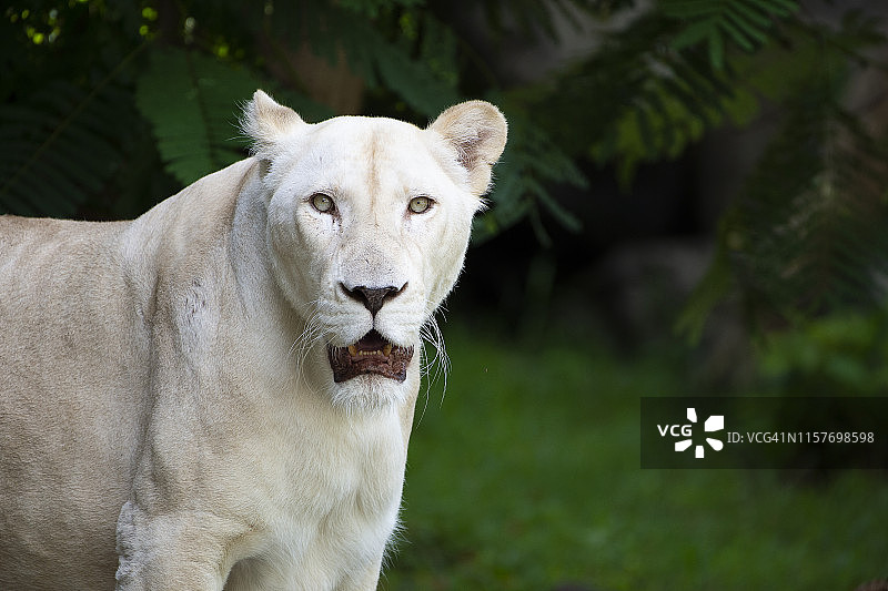 绿色散景中白色狮子躺在地上的特写图片素材