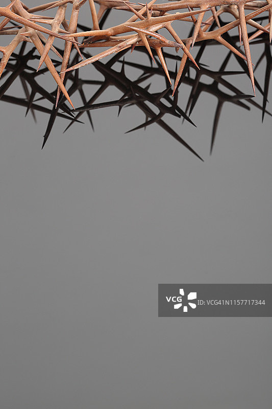 金合欢树的刺图片素材