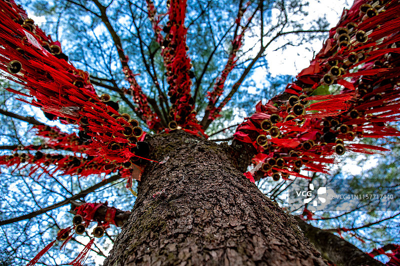 许愿树图片素材