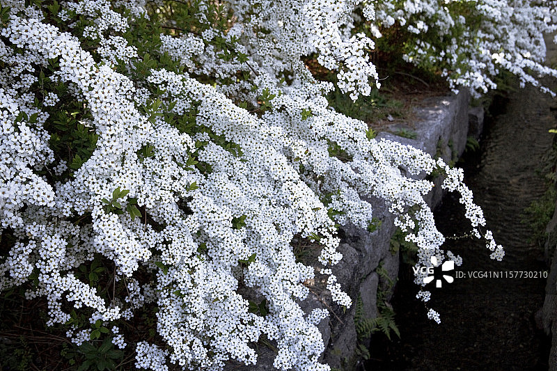 白色喷雪花图片素材