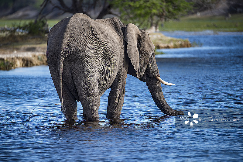 非洲象在博茨瓦纳奥卡万戈三角洲喝水图片素材