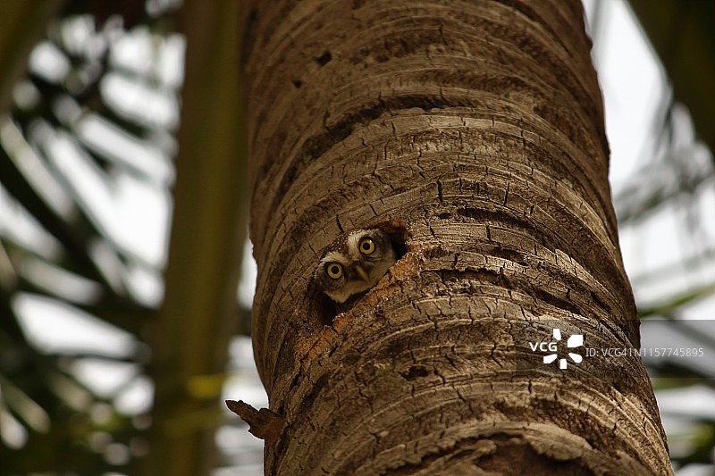 躲猫猫图片素材