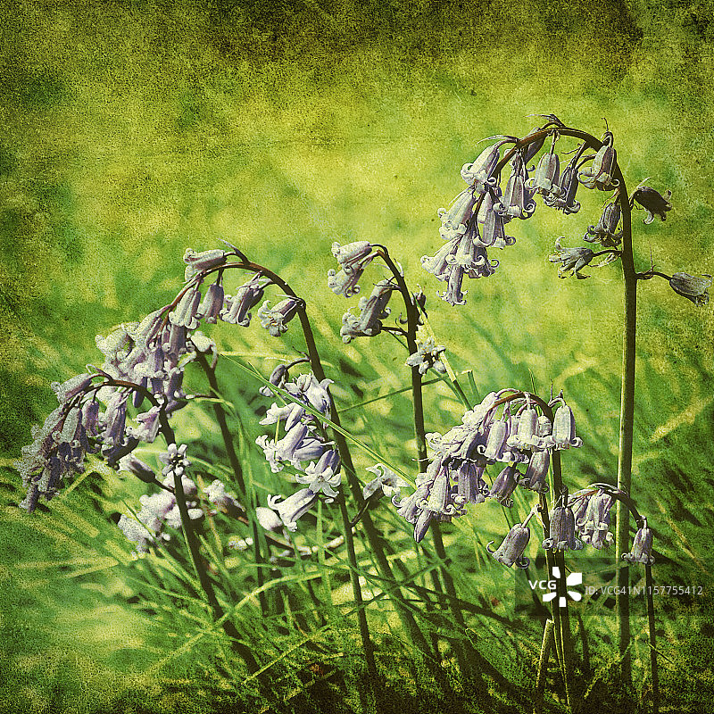 野生风铃草旧照片图片素材