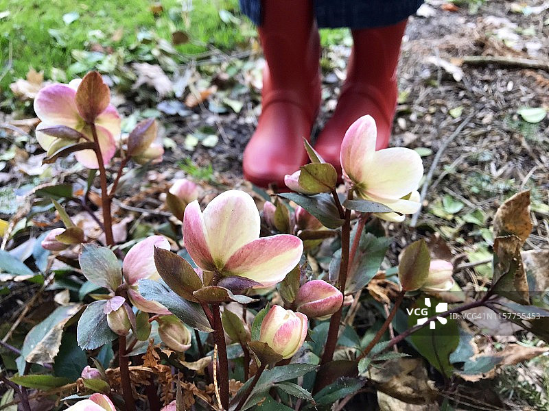 花园中铁筷子属植物和粉色雨靴的低角度视图图片素材