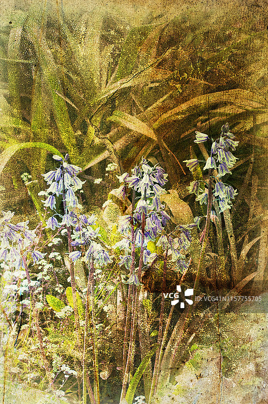 野生蓝色风铃草图片素材