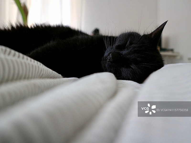 Boogie猫图片素材