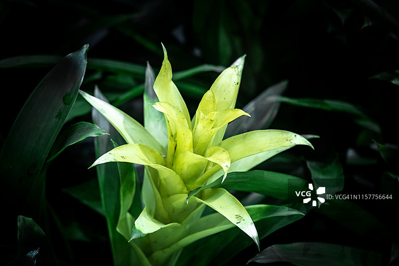 花：凤梨科植物图片素材