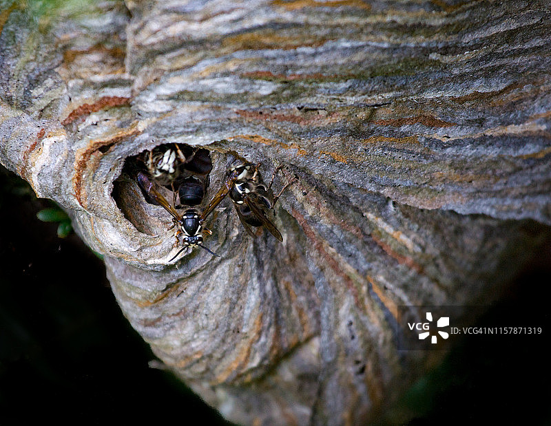 树上黄蜂巢中的黄蜂图片素材