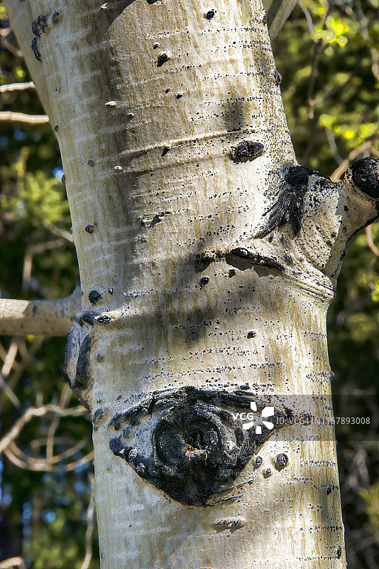 白杨树干图片素材