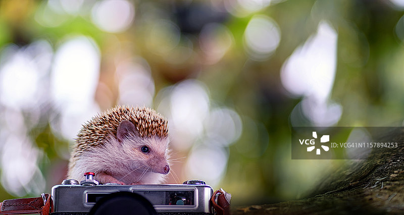 年轻刺猬和相机在自然栖息地图片素材
