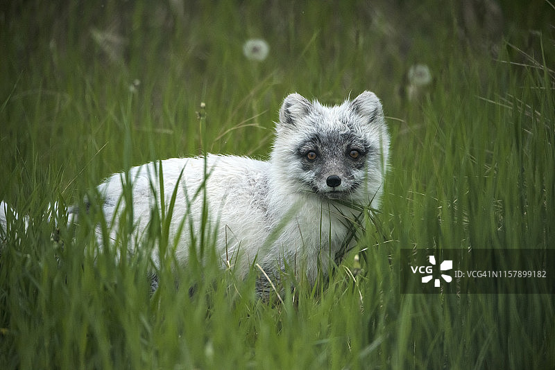北极狐图片素材