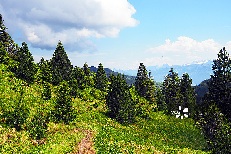瑞士山地草甸中的冷杉树图片素材