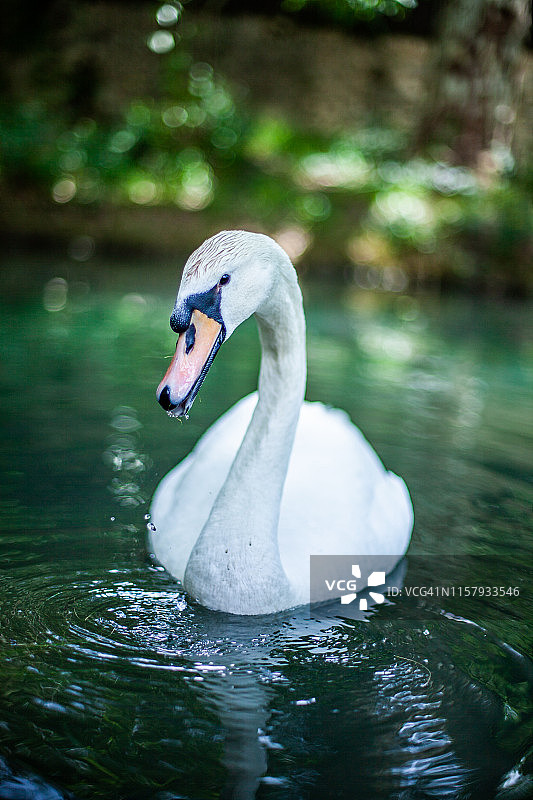 动物群 - 白天鹅图片素材