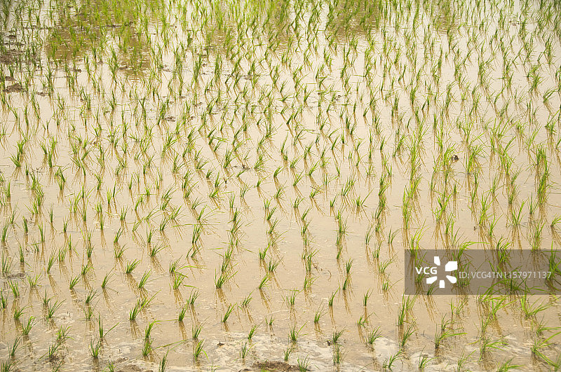 印度稻田图片素材