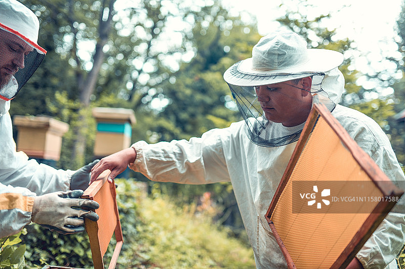 养蜂人清理蜂箱图片素材