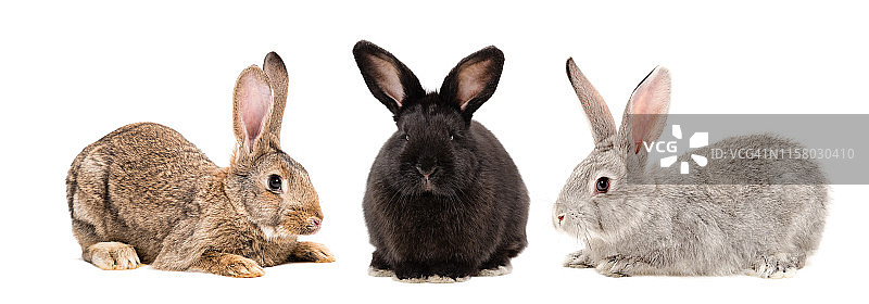 三只兔子一起与白色背景隔离图片素材