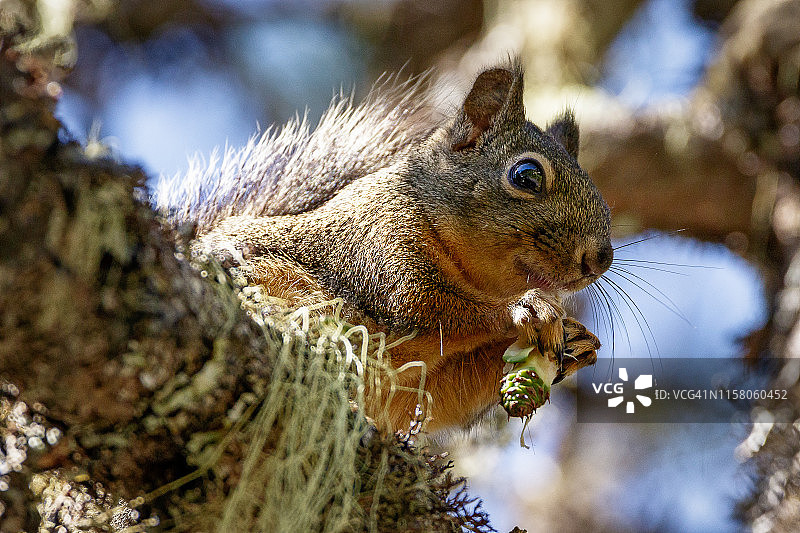 正在吃松果的花栗鼠图片素材