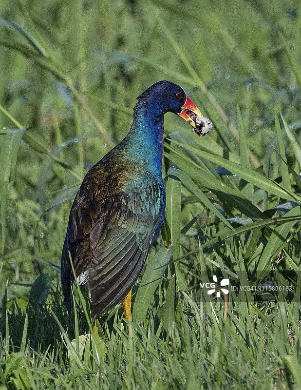 美洲紫水鸡叼着小鸡的头图片素材