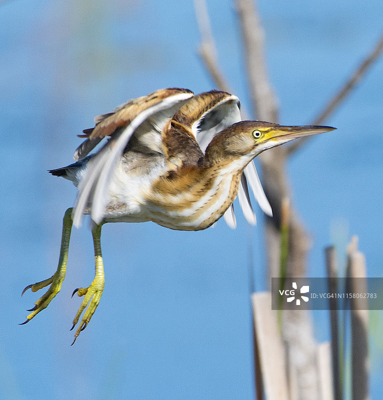 飞翔的小麻鳽图片素材
