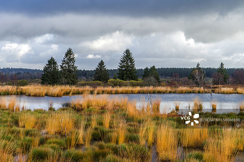 秋季的高沼泽（Hohes Venn）景观图片素材
