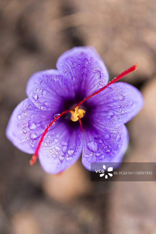 塔利乌因藏红花丰收图片素材