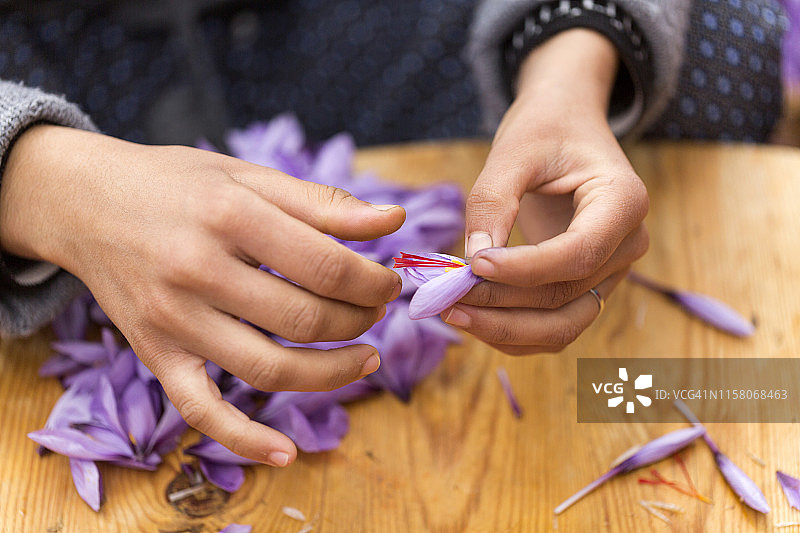 塔利乌因藏红花丰收图片素材