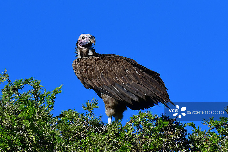 树上的白头秃鹫图片素材
