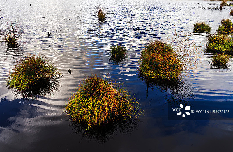 高沼泽池塘图片素材