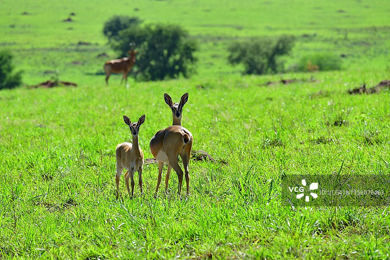 猎羚家庭在稀树草原图片素材