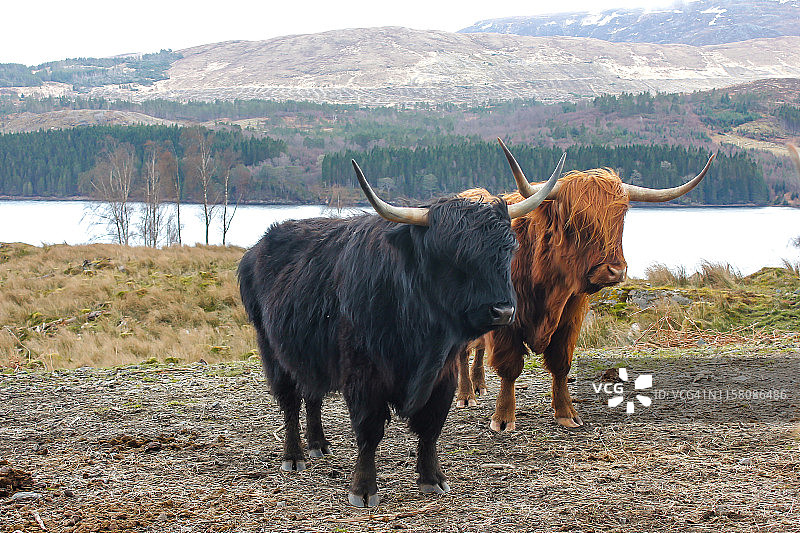 野外高地牛图片素材