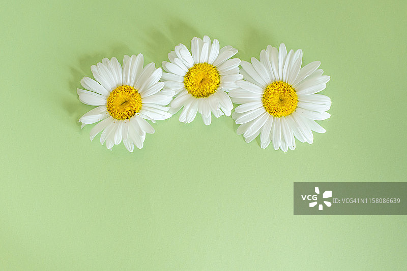 黄色背景上的白色甘菊雏菊花卉图案，平铺俯视图片素材