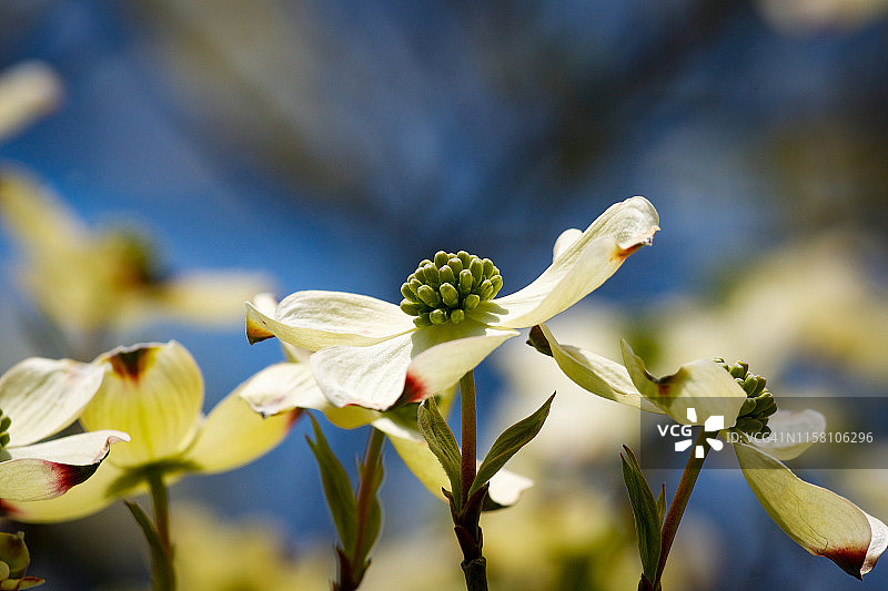 春天的山茱萸花图片素材