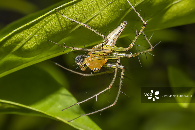 猞猁蜘蛛在一片美丽的天然绿叶上图片素材