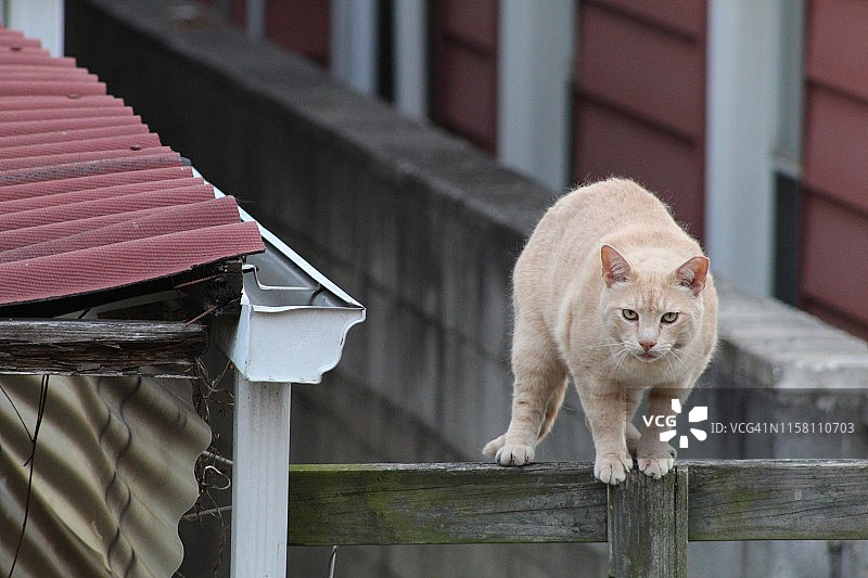 在栅栏上的猫图片素材