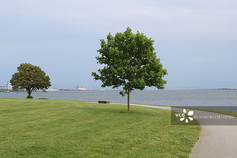 小树林和海湾步道图片素材