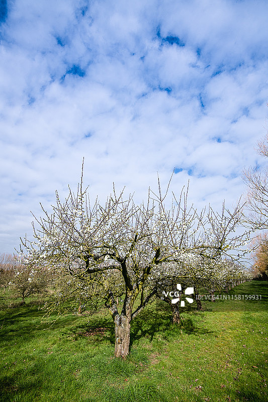 诺福克果园中的果树图片素材