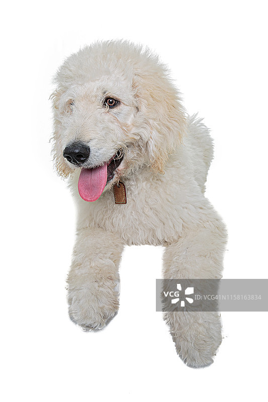 白色贝灵顿梗幼犬坐在白色背景上，看向别处图片素材