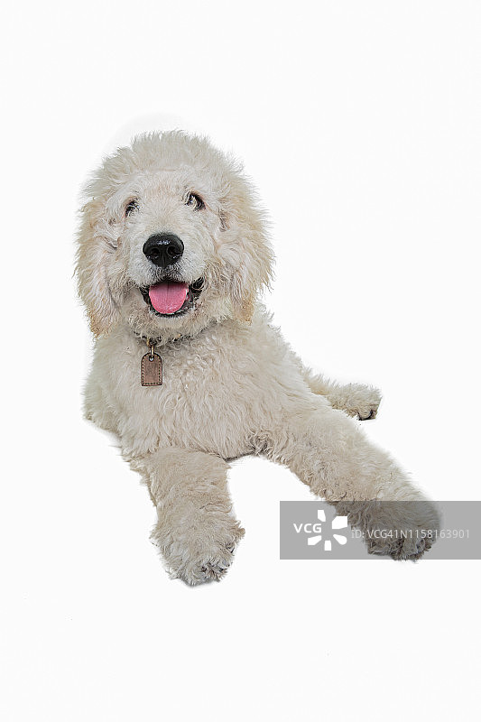 白色背景上看着镜头的贝灵顿梗幼犬图片素材