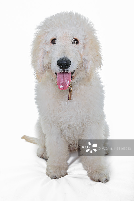 白色贝灵顿梗幼犬在白色背景上看着镜头的全身照图片素材