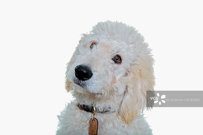 白色背景上看着镜头的贝灵顿梗犬幼犬头像图片素材