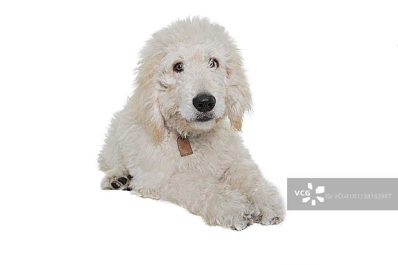 白色贝灵顿梗幼犬坐在白色背景上，看向别处图片素材